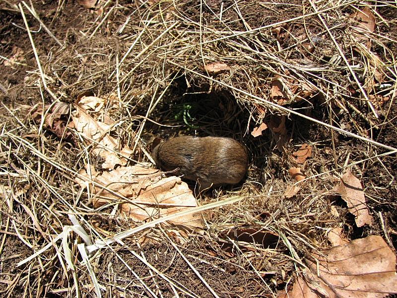 Microtus savii